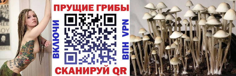 купить наркоту  Дюртюли  Псилоцибиновые грибы прущие грибы 